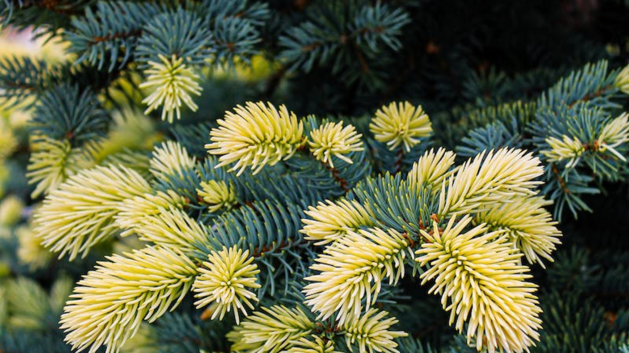 Hautes-Alpes : recyclage de sapins de Noël à Briançon Hautes-Alpes : recyclage de sapins de Noël à Briançon