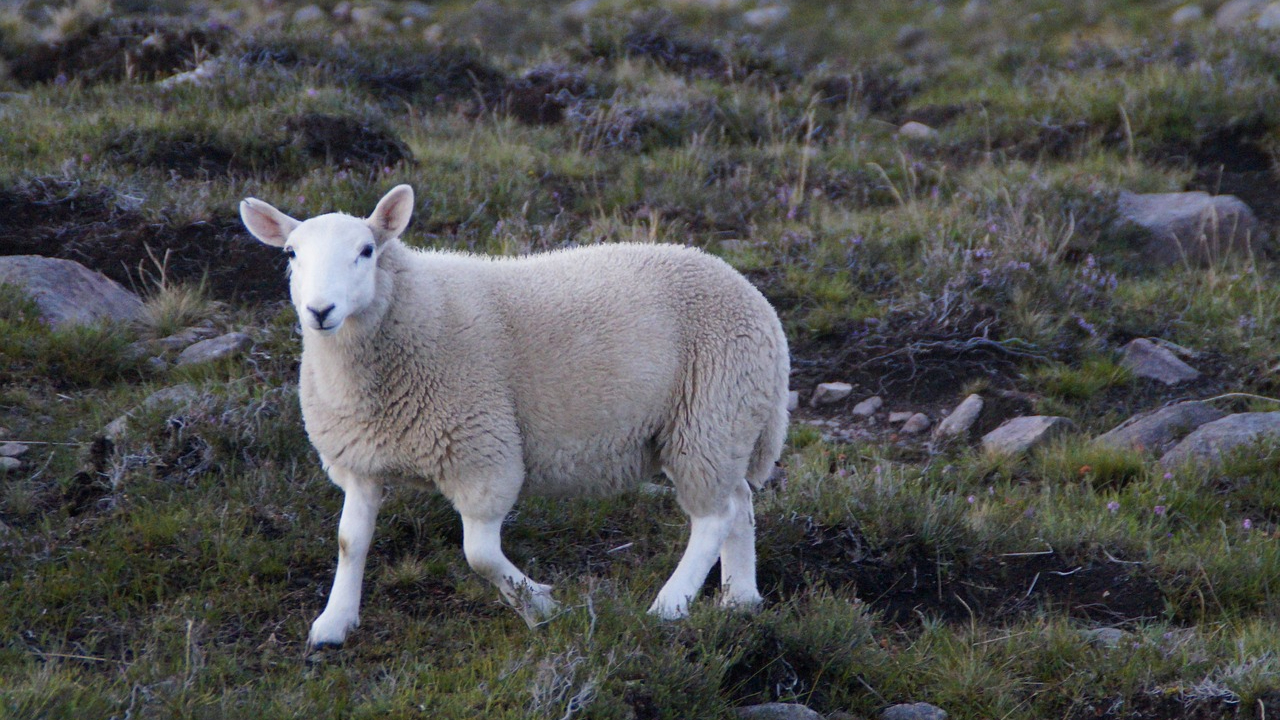Hautes-Alpes : suspicion de cas de fièvre catarrhale ovine dans le département Hautes-Alpes : suspicion de cas de fièvre catarrhale ovine dans le département