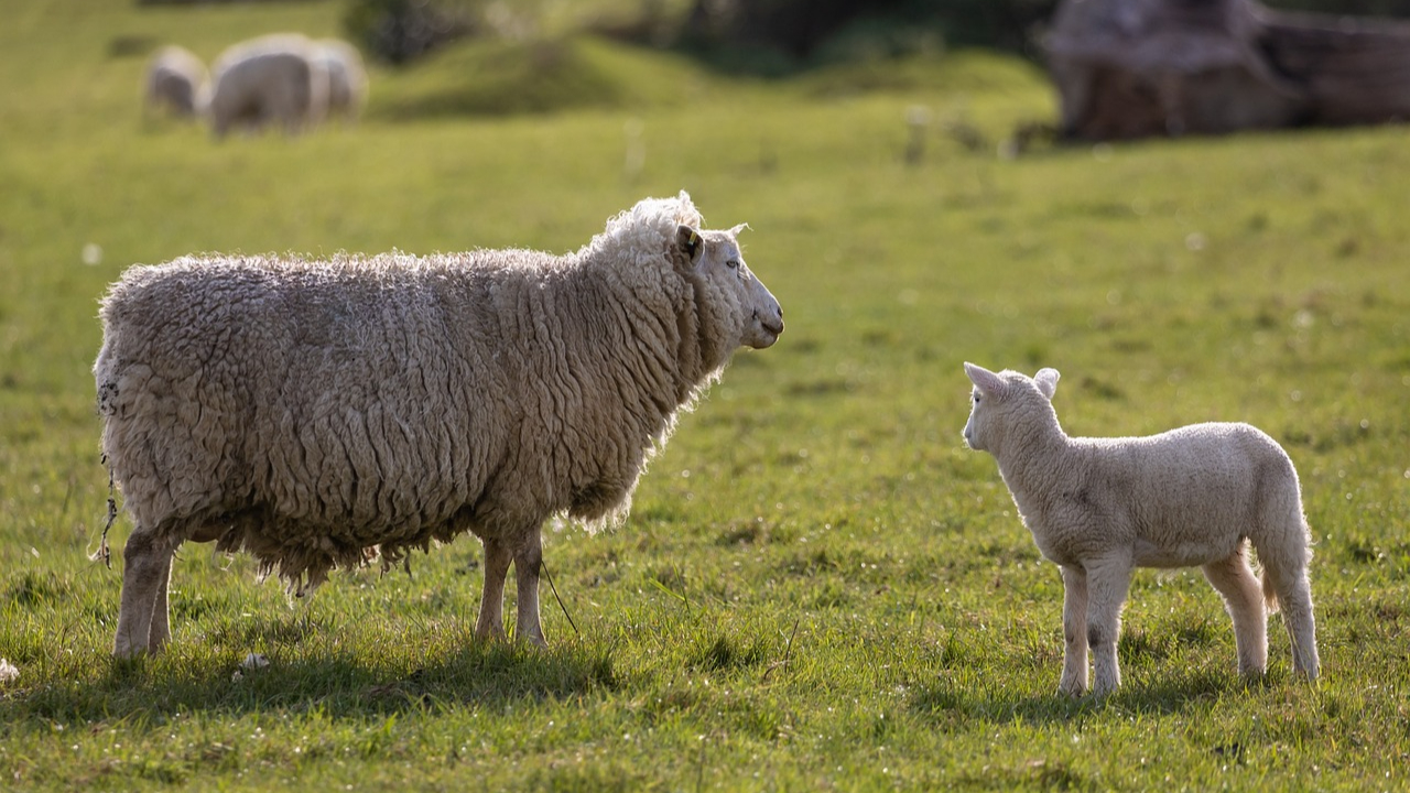 Hautes-Alpes : trois syndicats agricoles dans la rue pour dénoncer la pression du loup Hautes-Alpes : trois syndicats agricoles dans la rue pour dénoncer la pression du loup