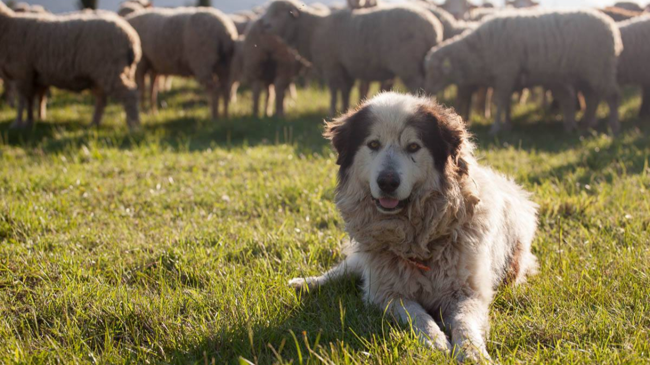 Une altercation entre une randonneuse et des patous à Crévoux Une altercation entre une randonneuse et des patous à Crévoux