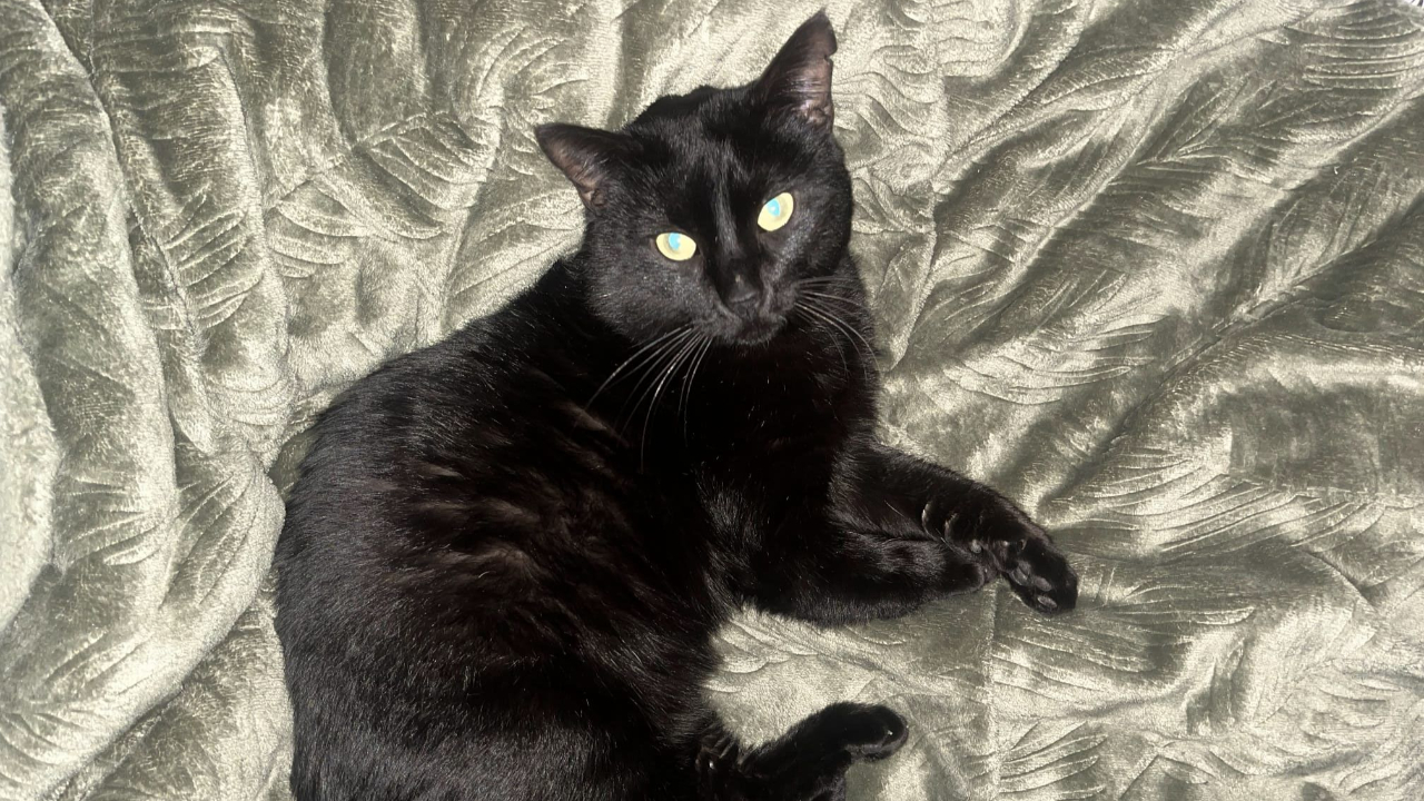 Factures trop salées, "Hauts Chat’lpins" contrainte de ne plus prendre en charge d'animaux cet hiver Factures trop salées, "Hauts Chat’lpins" contrainte de ne plus prendre en charge d'animaux cet hiver