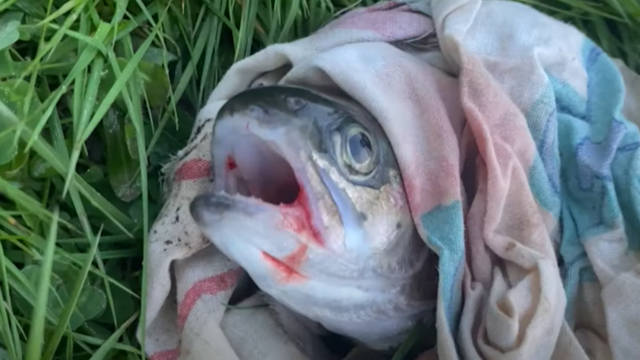 L'association PAZ dénonce l'empoissonnement à Chorges L'association PAZ dénonce l'empoissonnement à Chorges