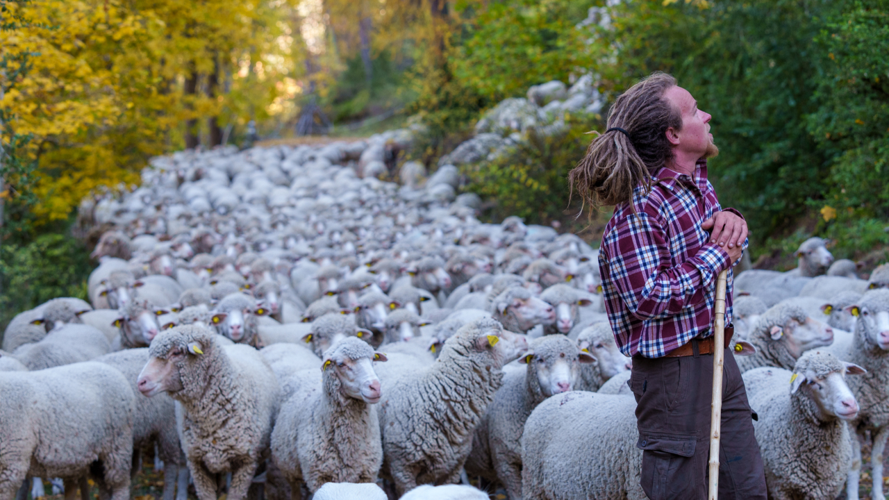Le pastoralisme célébré à travers une exposition à Colmars les Alpes Le pastoralisme célébré à travers une exposition à Colmars les Alpes