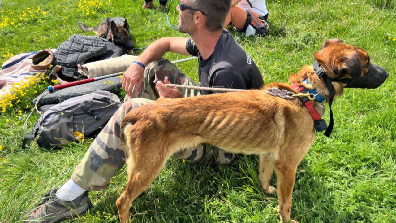 Le PGHM de Jausiers sauve deux chiens bloqués dans une cabane d'altitude