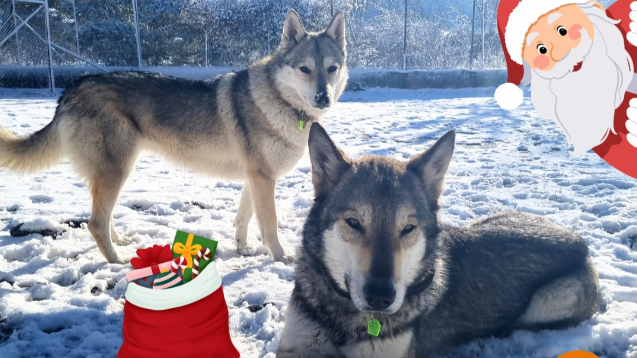 Les chiens du refuge Audacce attendent aussi le Père Noël Les chiens du refuge Audacce attendent aussi le Père Noël