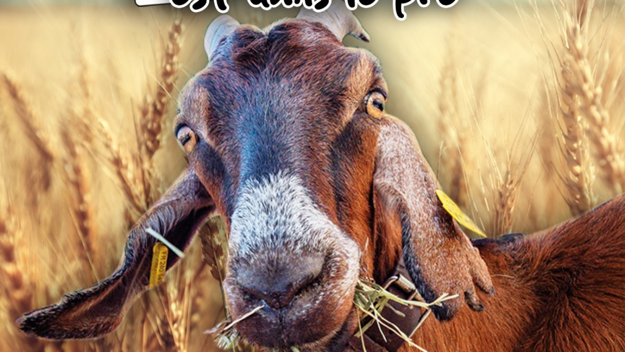 Manosque va se transformer en grande ferme le temps d’une journée