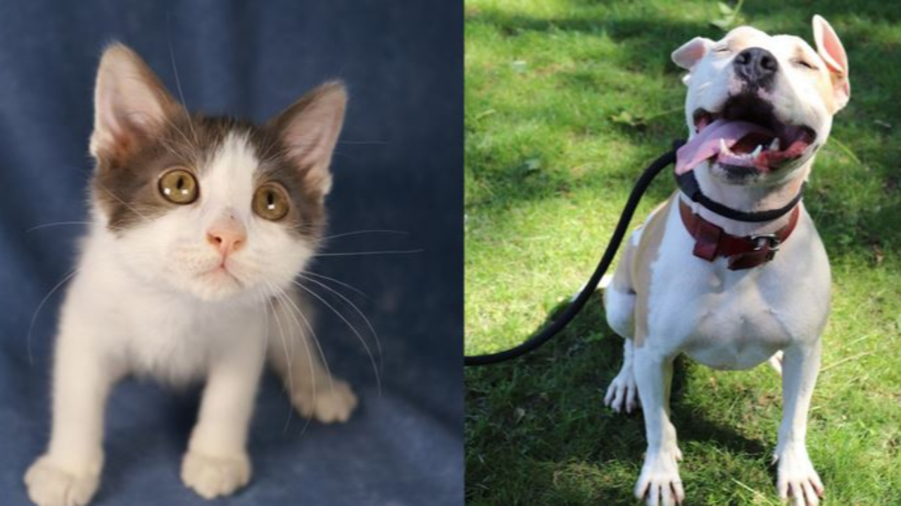 « Opération Chacha » pour sauver le refuge animalier de Digne les Bains « Opération Chacha » pour sauver le refuge animalier de Digne les Bains