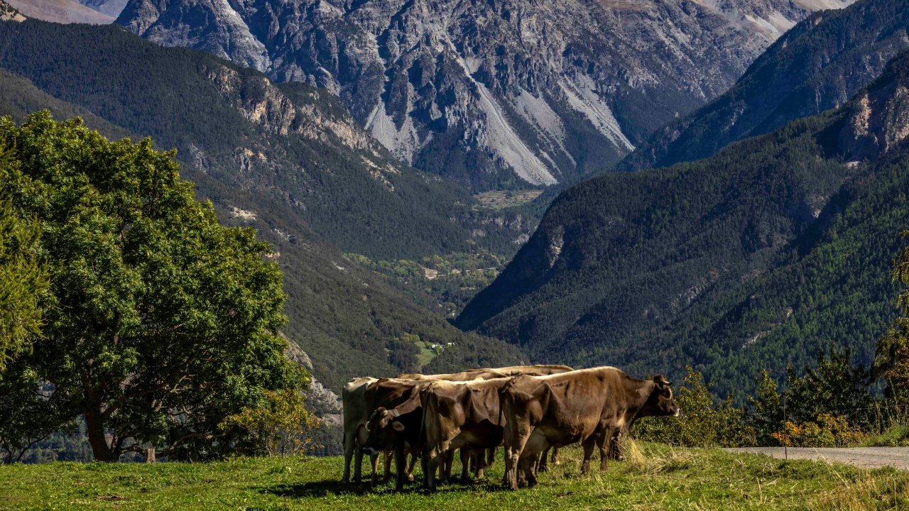 P.A.T des Hautes-Alpes, une délégation à la ferme de Pra Long à Puy Saint-Pierre P.A.T des Hautes-Alpes, une délégation à la ferme de Pra Long à Puy Saint-Pierre