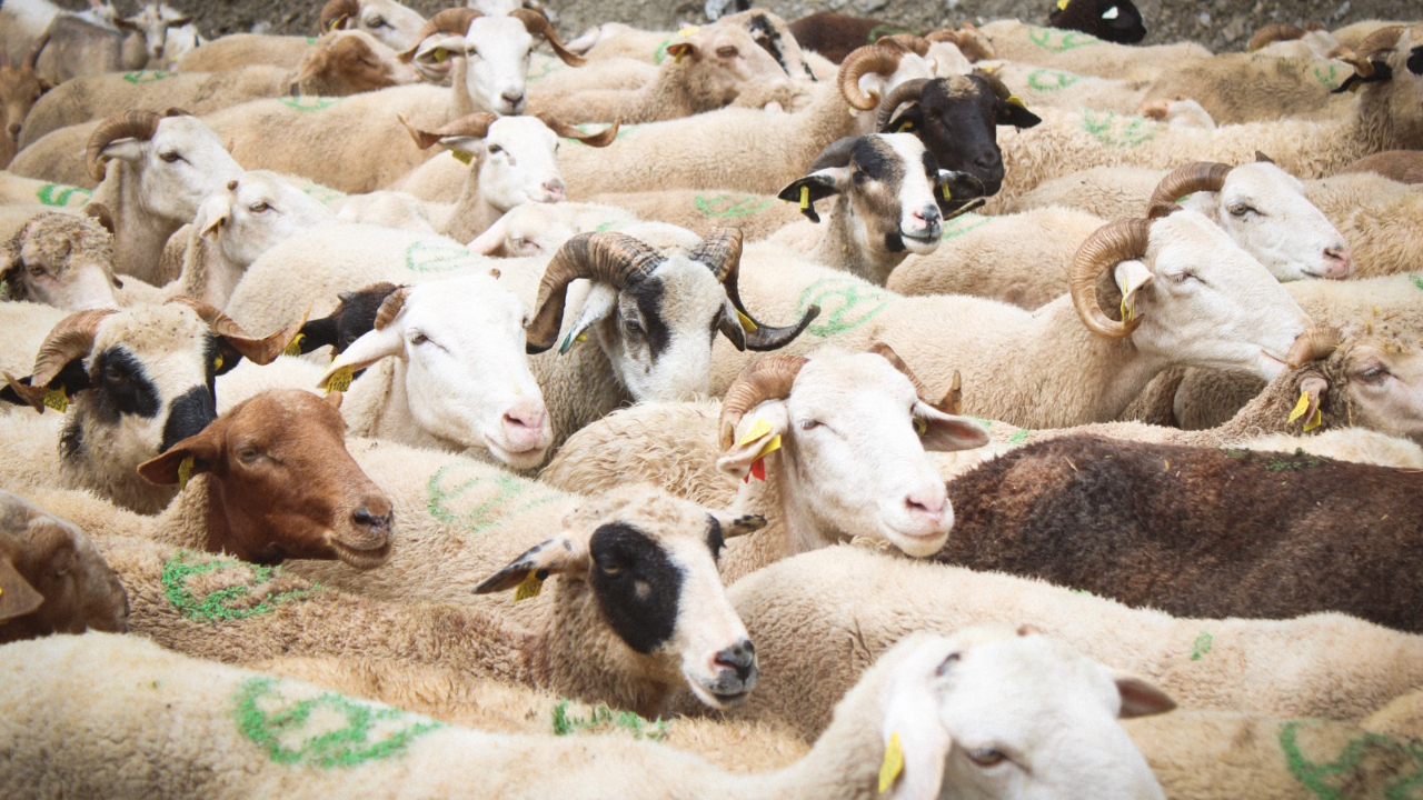 Parc du Queyras : une carte interactive pour repérer les troupeaux