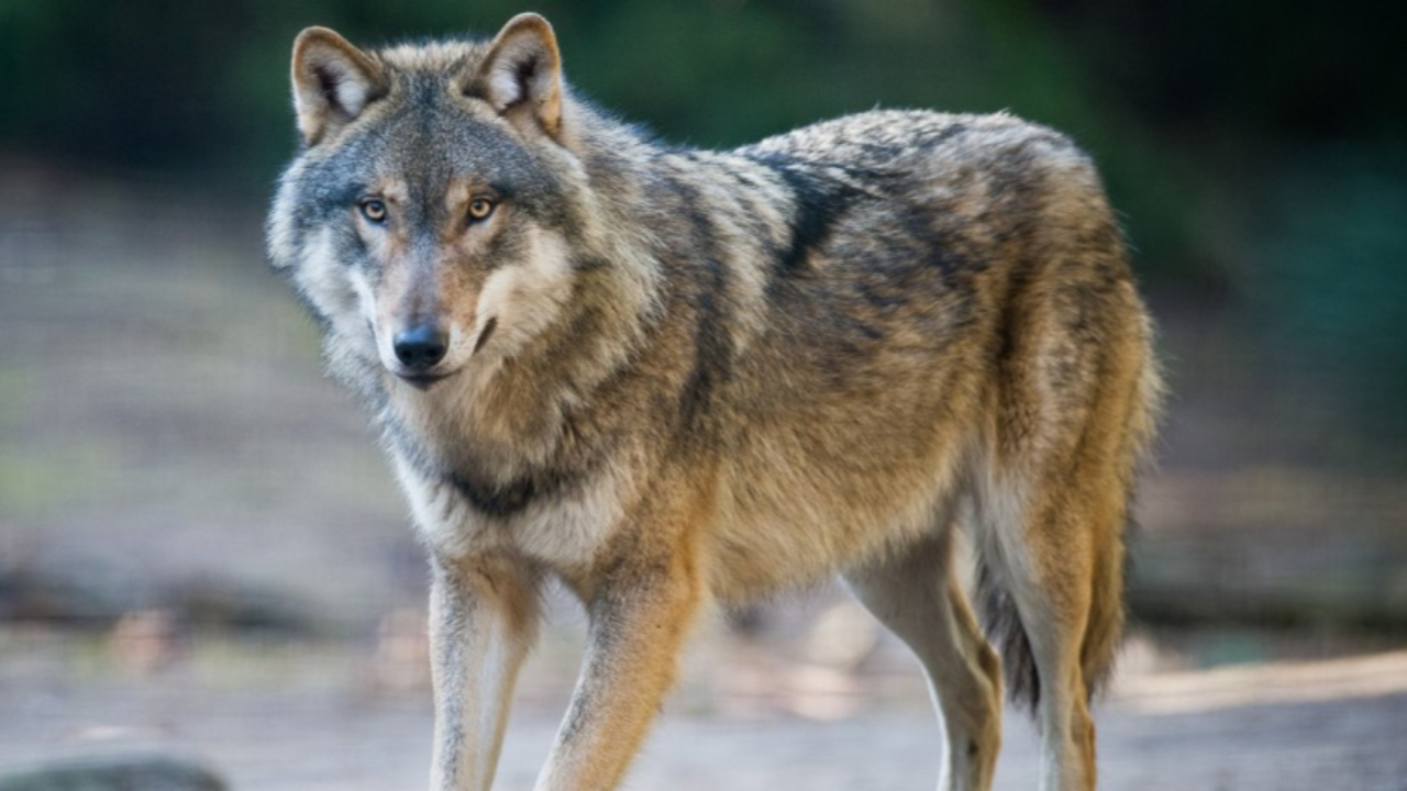 Prédation du loup dans les Hautes-Alpes : de nouvelles mesures pour renforcer la lutte Prédation du loup dans les Hautes-Alpes : de nouvelles mesures pour renforcer la lutte