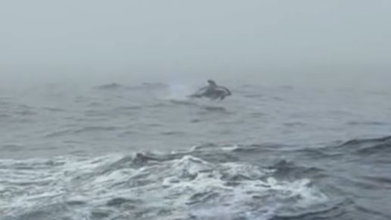 Romain Attanasio accompagné sur le Vendée Globe par un dauphin Romain Attanasio accompagné sur le Vendée Globe par un dauphin