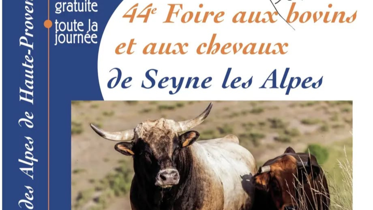 Seyne les Alpes fera sa foire aux bovins ce samedi Seyne les Alpes fera sa foire aux bovins ce samedi
