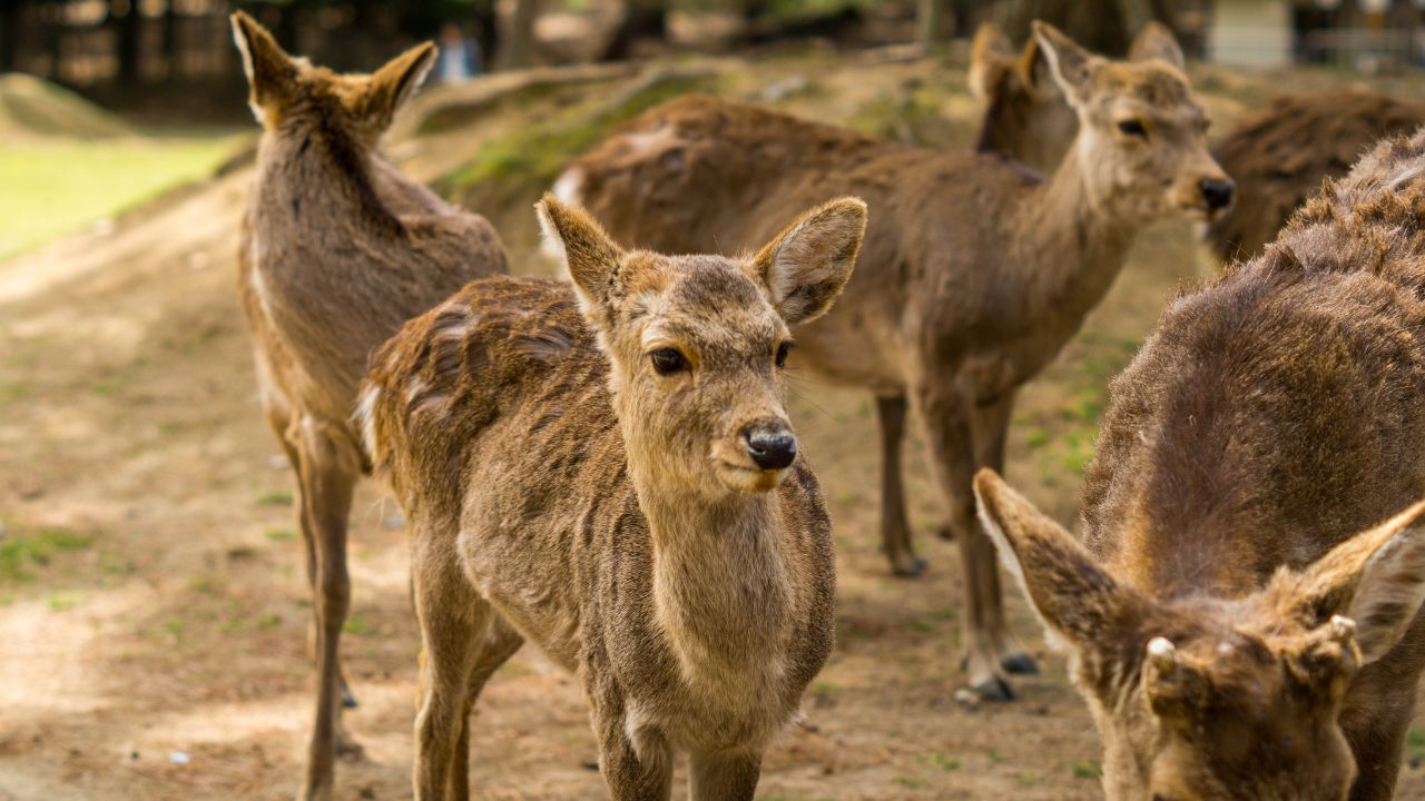 Top 5 des plus beaux parcs animaliers dans les Alpes du Sud Top 5 des plus beaux parcs animaliers dans les Alpes du Sud