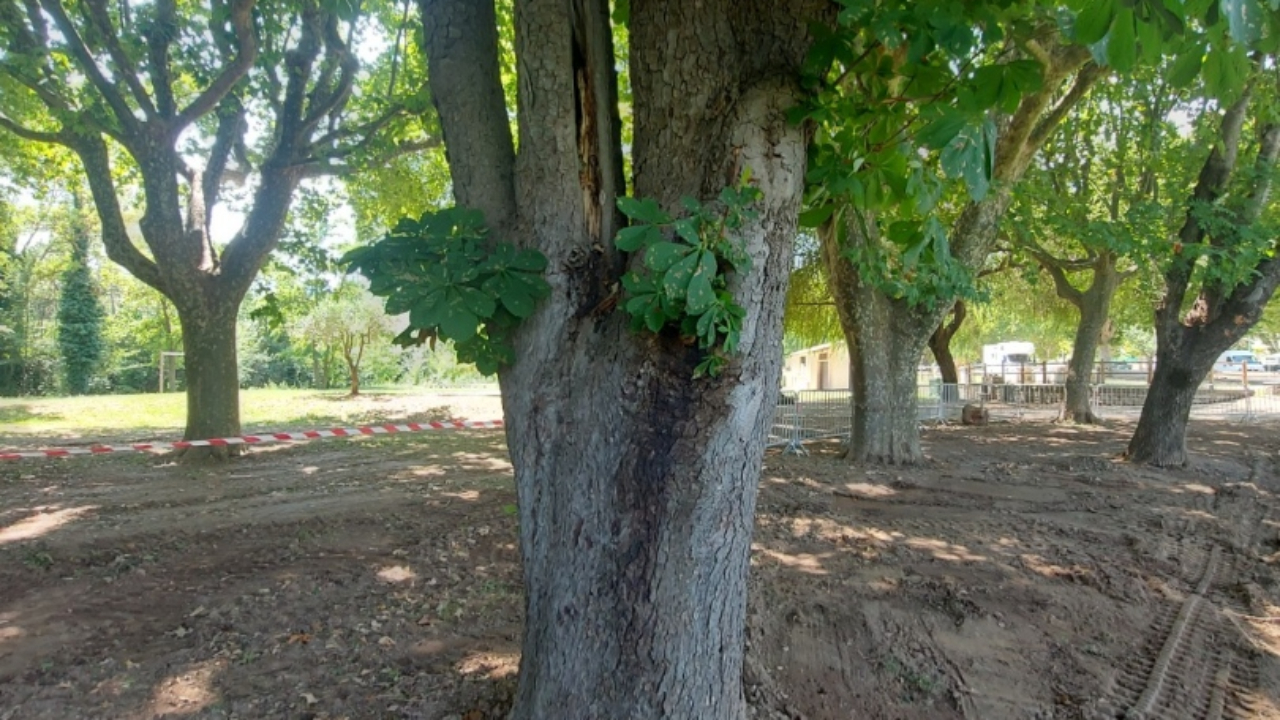 Trois arbres seront abattus à Sainte-Tulle