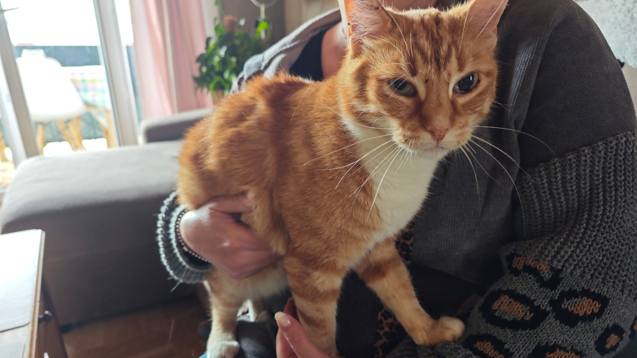 Un chat criblé de plombs à La Bâtie-Neuve