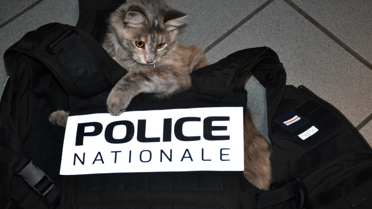 Un chat policier à Manosque pour aider les victimes Un chat policier à Manosque pour aider les victimes