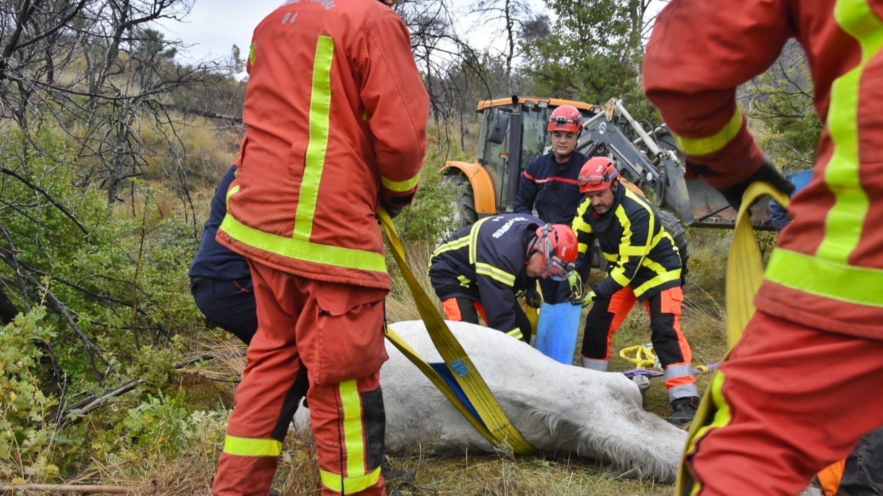 Un cheval, ayant chuté de plusieurs mètres, secouru par les pompiers Un cheval, ayant chuté de plusieurs mètres, secouru par les pompiers
