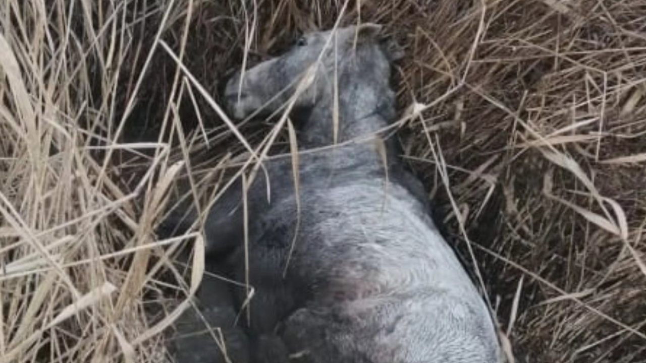 Un cheval enlisé par -8 degrés sauvé par les gendarmes et les pompiers