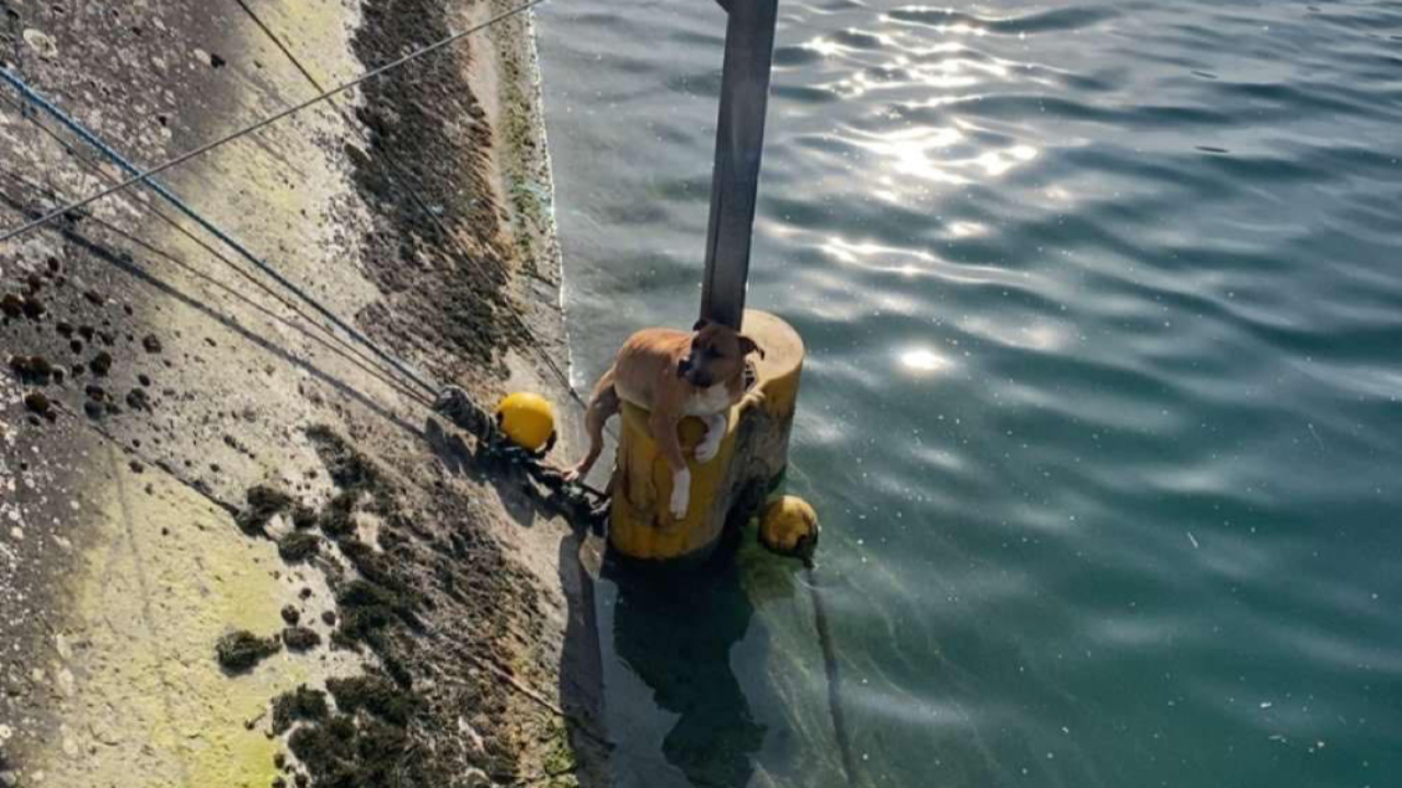 Un chien sauvé d’un canal par les pompiers du département
