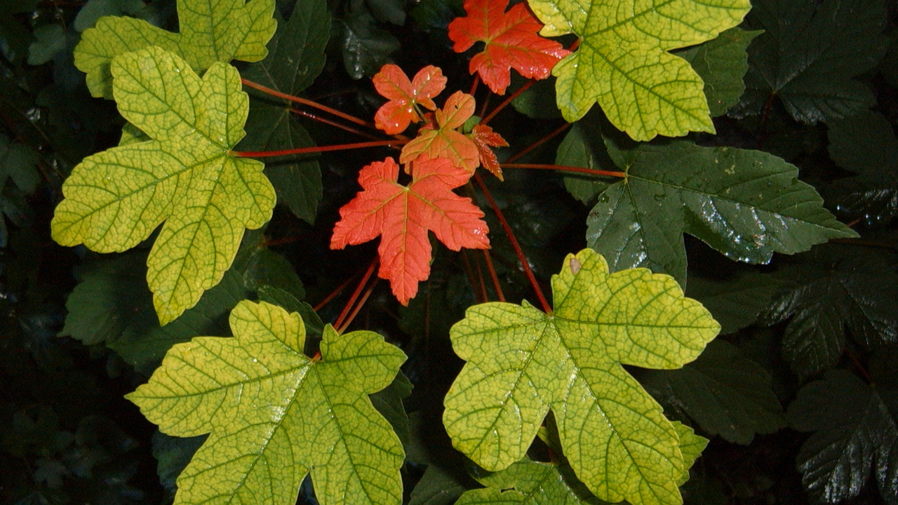 Un érable planté pour fêter les 70 ans du Rotary Club de Briançon