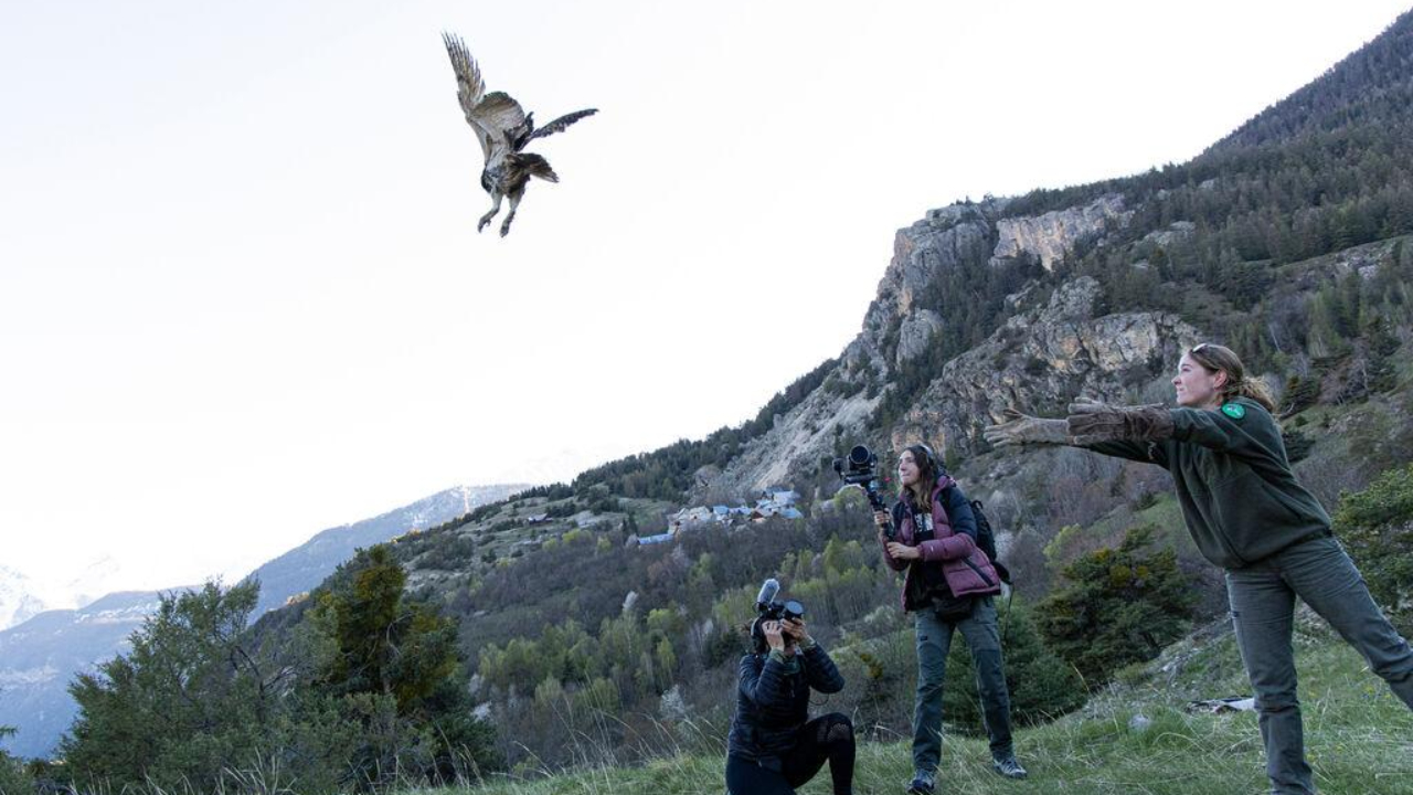 Un hibou grand-duc a retrouvé la liberté Un hibou grand-duc a retrouvé la liberté