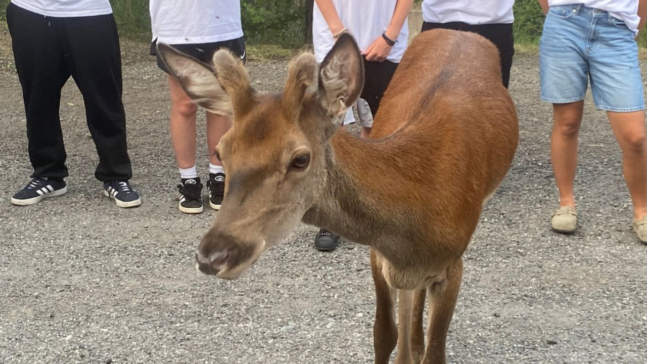 Un jeune cerf dans un centre de vacances menacé d'abattage ? Un jeune cerf dans un centre de vacances menacé d'abattage ?