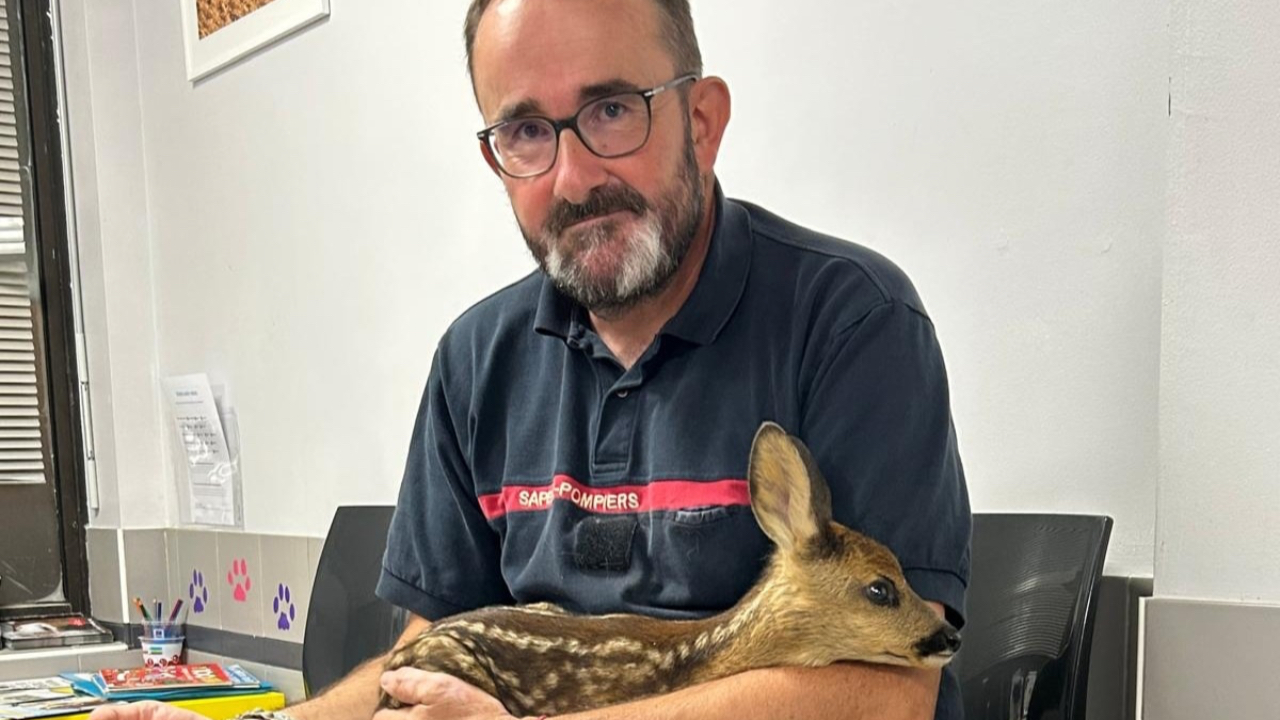 Un jeune faon secouru dans un quartier d’Embrun Un jeune faon secouru dans un quartier d’Embrun
