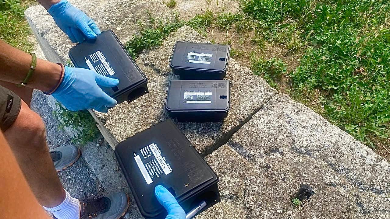 Une campagne de dératisation lancée à Forcalquier Une campagne de dératisation lancée à Forcalquier