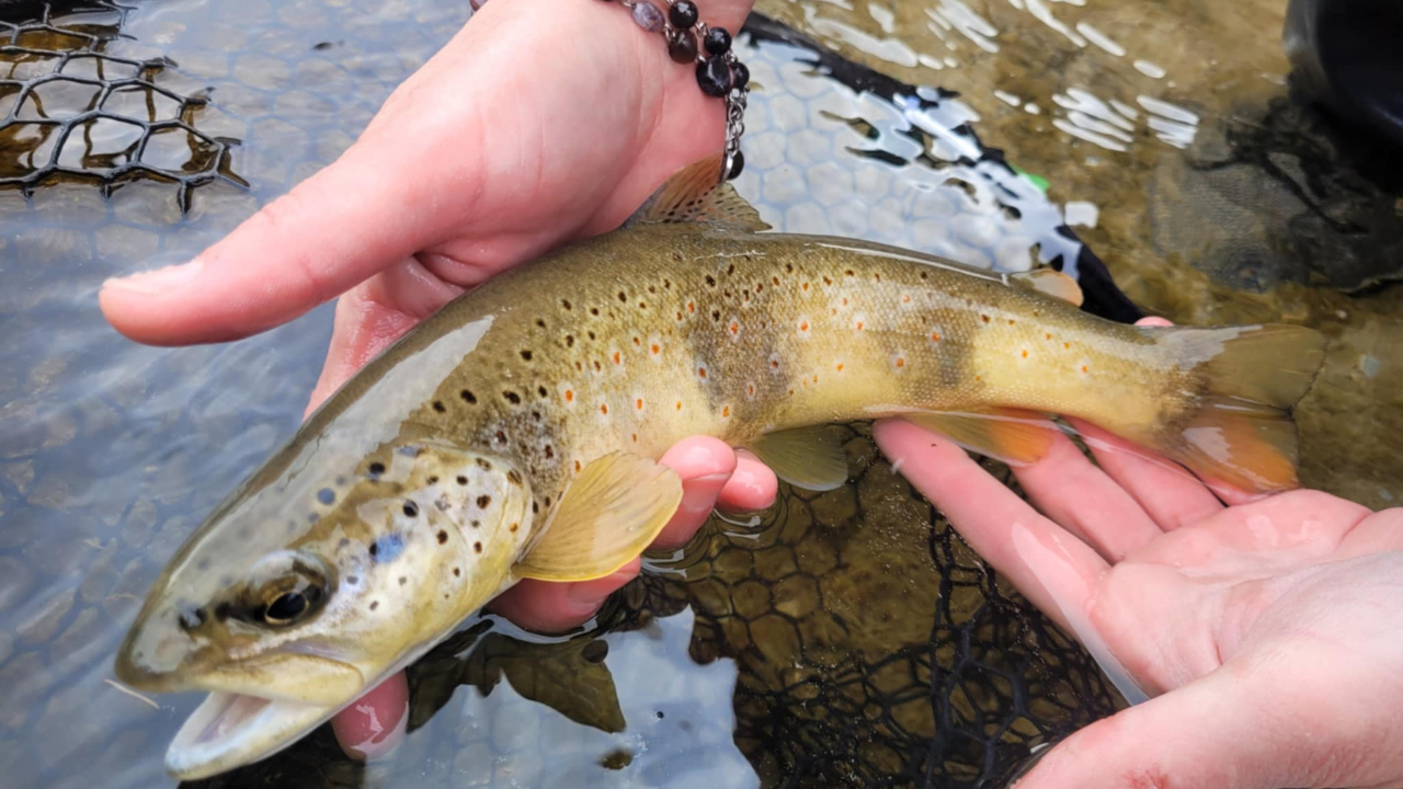 Une centaine de truites mortes retrouvées dans un torrent, une enquête ouverte