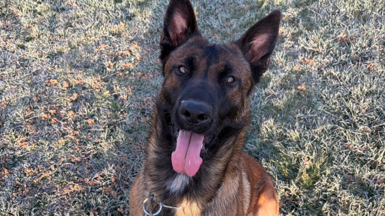 Une nouvelle recrue chez les gendarmes bas-alpins