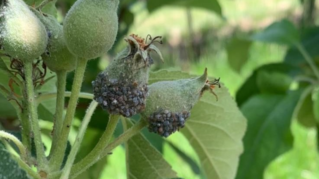 Vergers mangés par les pucerons, « l’arboriculture va mourir dans l’indifférence générale » Vergers mangés par les pucerons, « l’arboriculture va mourir dans l’indifférence générale »