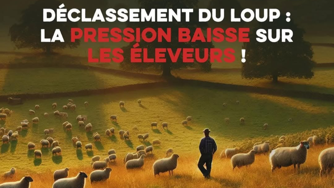 Victoire historique pour les éleveurs des Hautes-Alpes face à la prédation du loup Victoire historique pour les éleveurs des Hautes-Alpes face à la prédation du loup