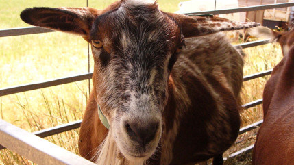 150 exposants à Ongles pour la 42ème Foire Agricole, dimanche