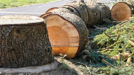 Abattage d’arbres au Plan de Gaubert à Digne, le chantier stoppé par la municipalité
