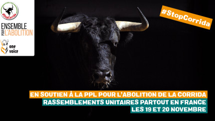 Haute-Provence : pour dire non à la corrida, One Voice se mobilise à Digne les Bains