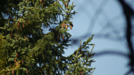 Alpes-du-Sud : des collectes de sapins organisées à Gap et Digne-les-Bains Alpes-du-Sud : des collectes de sapins organisées à Gap et Digne-les-Bains