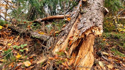 Alpes du Sud : des rafales de près de 119 km/h ont été enregistrées sur Gap Alpes du Sud : des rafales de près de 119 km/h ont été enregistrées sur Gap