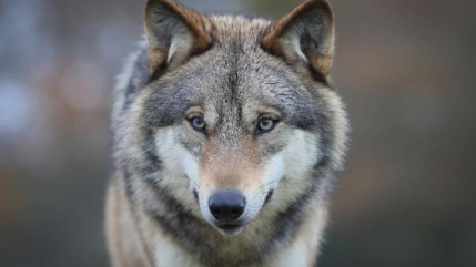 Alpes du Sud : le nouveau plan loup fait grincer des dents les associations environnementales Alpes du Sud : le nouveau plan loup fait grincer des dents les associations environnementales