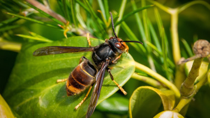 Alpes du Sud : le Sénat contre attaque face à la menace du frelon asiatique