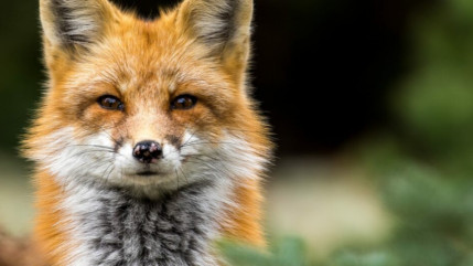 Alpes du Sud : One Voice demande l’annulation totale de l’arrêté listant les Espèces susceptibles d’occasionner des dégâts Alpes du Sud : One Voice demande l’annulation totale de l’arrêté listant les Espèces susceptibles d’occasionner des dégâts