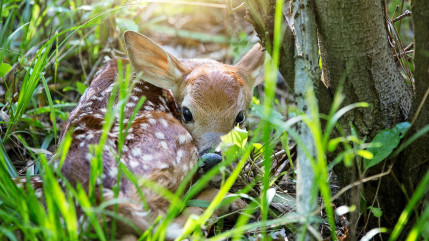 Alpes du Sud : promeneurs, les erreurs à ne pas commettre avec les petits de la faune sauvage Alpes du Sud : promeneurs, les erreurs à ne pas commettre avec les petits de la faune sauvage