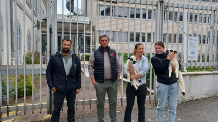 Attaque de loups, JA et FDSEA 05 demandent à l’État « de prendre ses responsabilités »