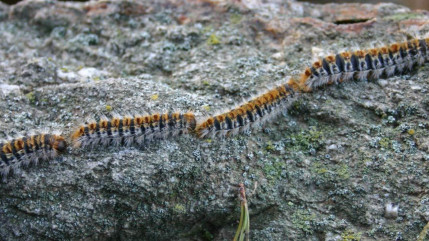 Attention aux chenilles processionnaires du pin