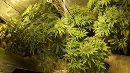 Barcelonnette : son cannabis poussait dans le jardin Barcelonnette : son cannabis poussait dans le jardin