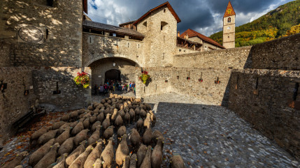 Colmars les Alpes célèbre ses troupeaux d’alpage Colmars les Alpes célèbre ses troupeaux d’alpage