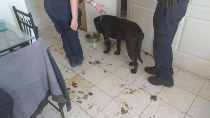 Des animaux livrés à eux-mêmes dans un appartement d'Allemagne en Provence Des animaux livrés à eux-mêmes dans un appartement d'Allemagne en Provence