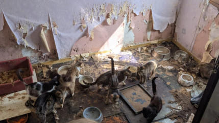 Des animaux sans eau et sans nourriture découverts dans une habitation d’Aiglun