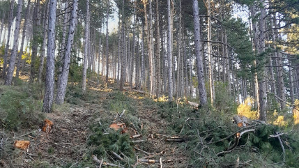 Des coupes à la Forêt du Bès de Digne les Bains "pour reboiser la France"