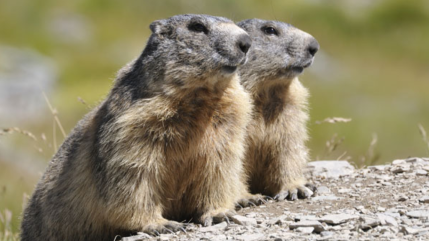 Des observateurs attendus samedi pour compter les marmottes à Eygliers