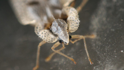 Digne les Bains s'apprête à traiter plus de 300 arbres contre le tigre du platane Digne les Bains s'apprête à traiter plus de 300 arbres contre le tigre du platane